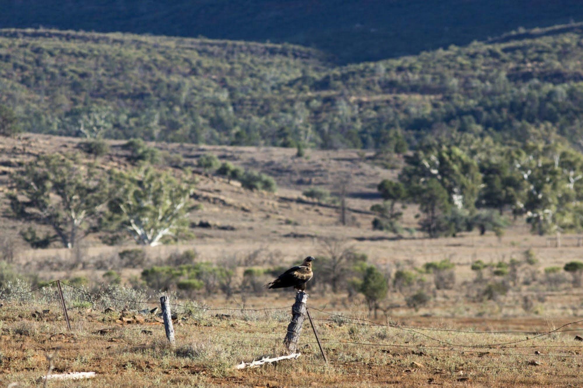 Rawnsley Park Station Hotel Flinders Ranges Exterior foto